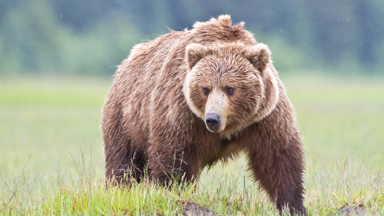 Bull Rider or Bear Fighter