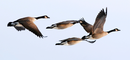 Honk If You Need Encouragement